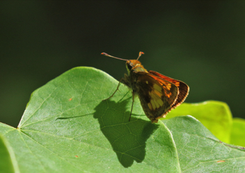 Hobomok Skipper